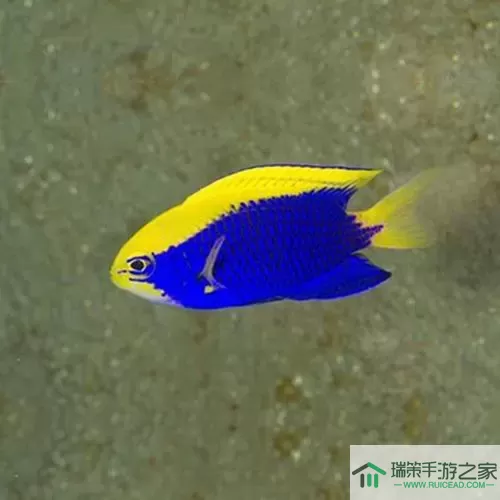 深海水族馆金准雀鲷 深海金准雀鲷展现神奇色彩