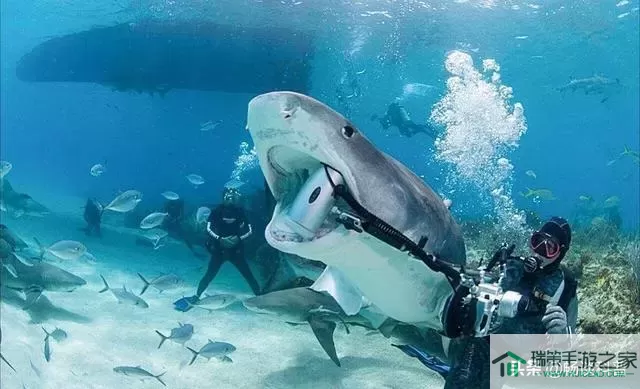 深海水族馆露脊鲸怎么获得？深海水族馆可观赏露脊鲸