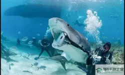 深海水族馆露脊鲸怎么获得？深海水族馆可观赏露脊鲸