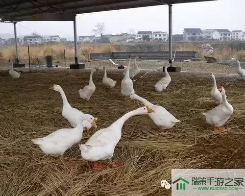 《鹅鸭杀》如何玩肉汁