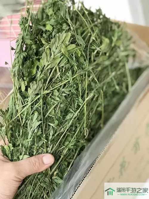 贝比岛里的苜蓿草有什么用