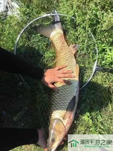 冰钓大师麋鹿湖那个地方可以钓大鱼