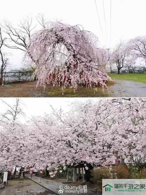 指尖领主樱花树怎么领