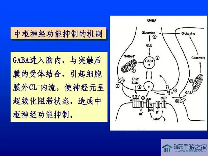 人体工厂神经中枢怎么过