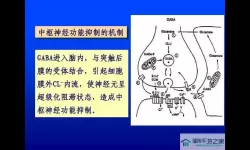 人体工厂神经中枢怎么过