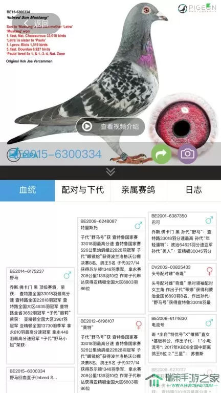 赛鸽云官网版app