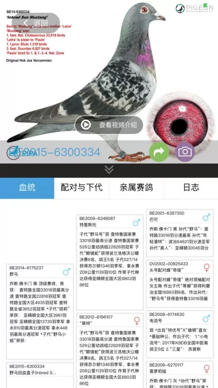 赛鸽云官网版app