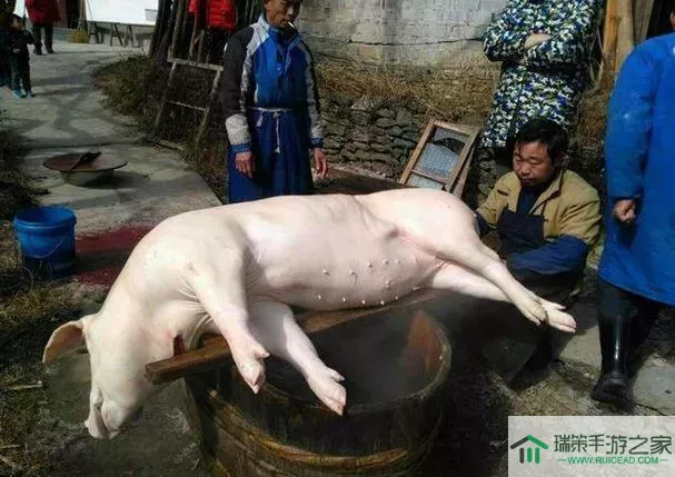 肉先生杀猪