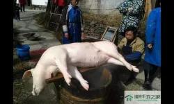 肉先生杀猪